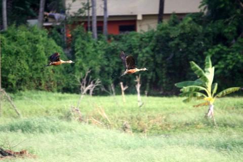 Birds in Goa - Download Goa Photos